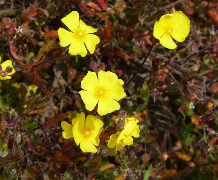 Halimium alyssoides photo
